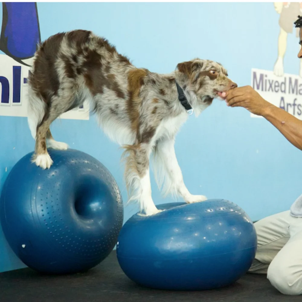 Dog Agility Equipment Dog Special Fitness Donut Ball Riabilitazione Riabilitazione Training Core Muscle Headphrophness Arto Posteriore Strength