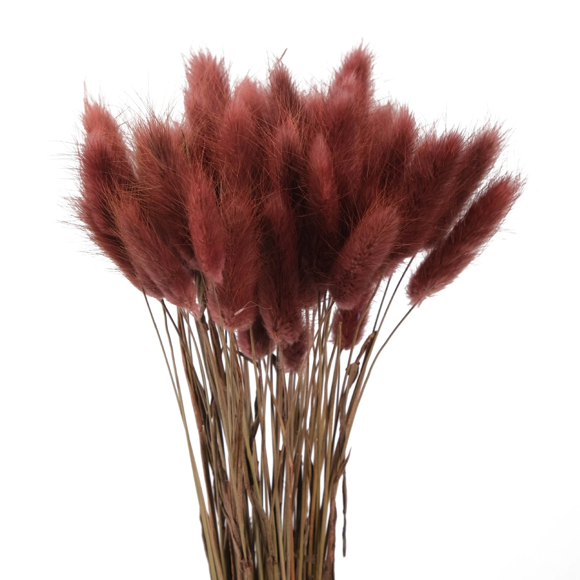 Mazzo Di 50 Steli Di Erba Coda Di Coniglio Essiccata - Decorazione Naturale Per Casa In Verde Chiaro - Foto 3