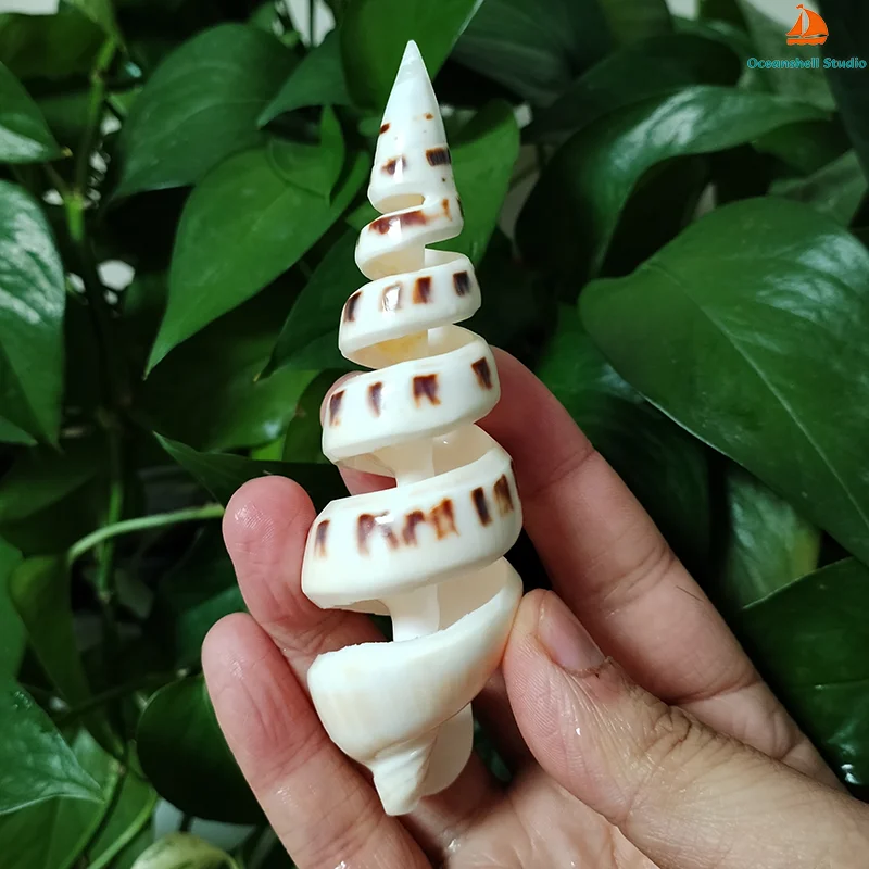 Conch Shell Decoration 15cm Big Terebra Shell Genuine Bamboo Ladder-shaped Seashells Ocean Conch for Home Wedding Furnishing Pieces Gifts DIY