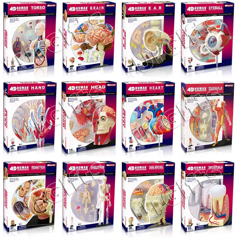 4D  HUMAN シリーズ Famemaster 4D-Vision Human Male Reproductive Anatomy Model - Body