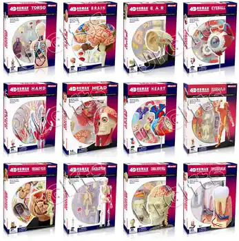 4D Human Anatomy Puzzle 1