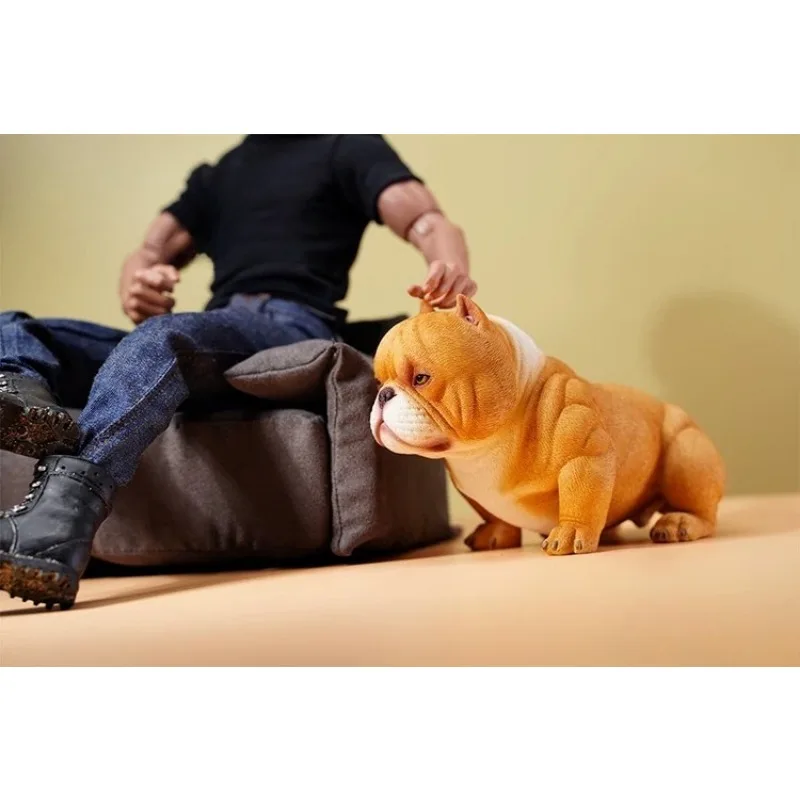 JXK 1/6 Maßstab Mini Bully Harz-Hund mit Halsband, Simuliertes Haustiermodell für 12-Zoll-Hobbyfiguren und Dekorationen