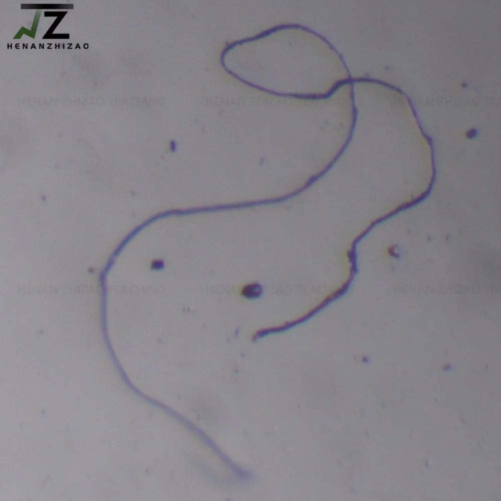 Leishmania Donovani Promastigotes W.M 준비된 슬라이드, 기생충 판매, 1 개