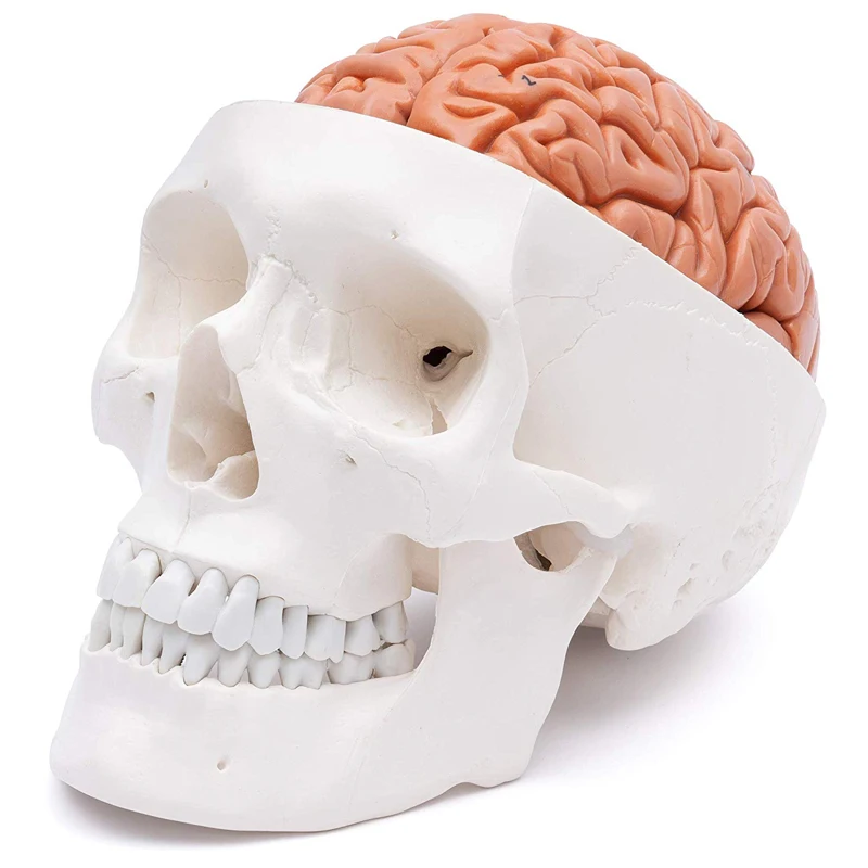 Human Head Skull with Brain Anatomy Model Medical Science Teaching Resources Dropshipping anatomical models