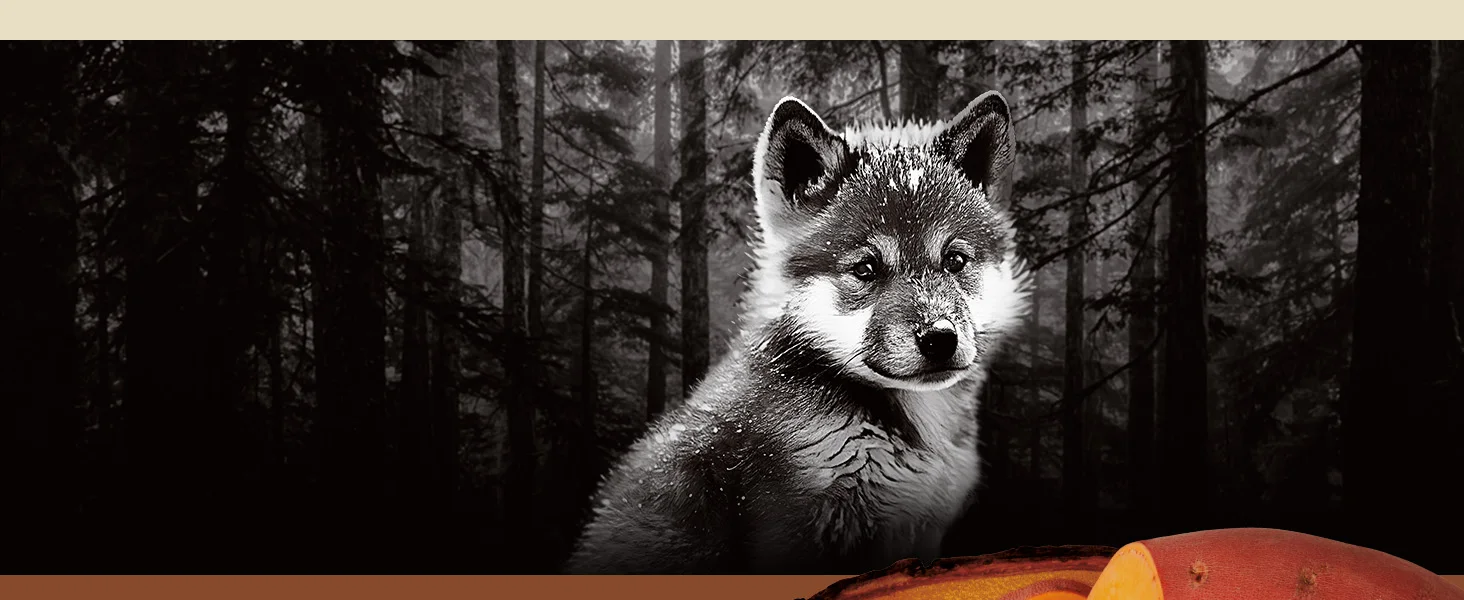 Photo of a puppy staring off into the distance