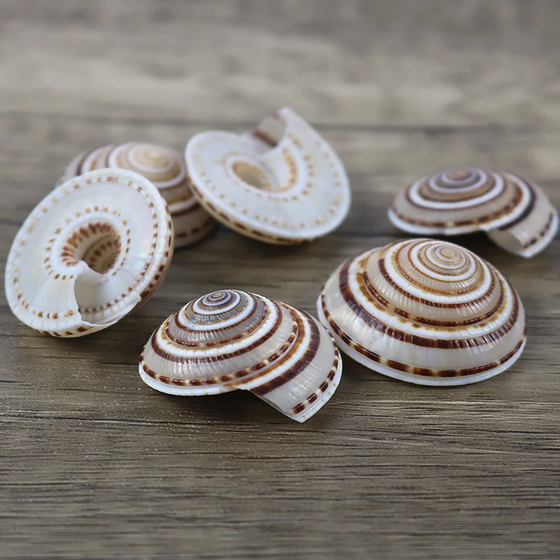 20-40mm Mixed Spiral Shell Beads Pendants Beach Craft Natural Sea shell Craft Decoration DIY Handmade Accessories 5pc/lot