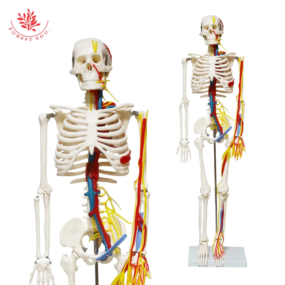 85cm Human FRT013 Skeleton Anatomical Model 1/2 Life Size Include Nerve Blood Vessels,Heart Medical Science Teaching Resource