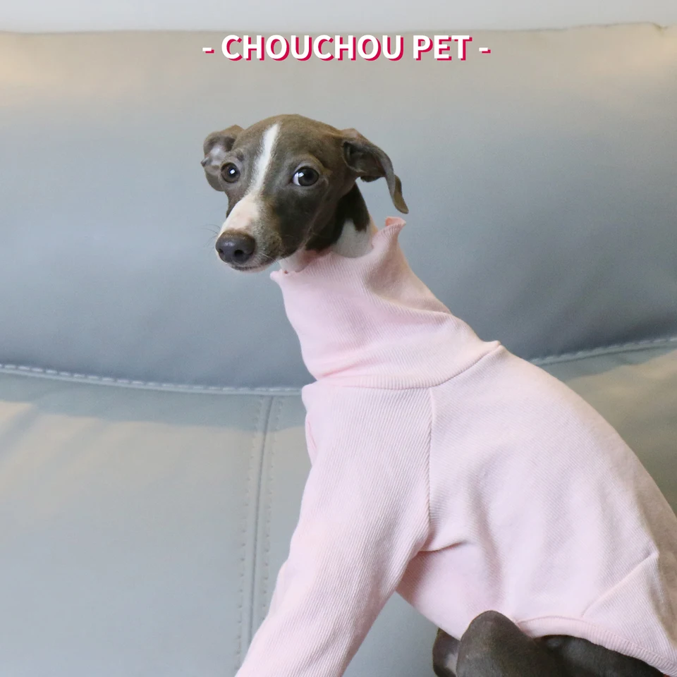 Tout savoir sur le Whippet, image size:960x960