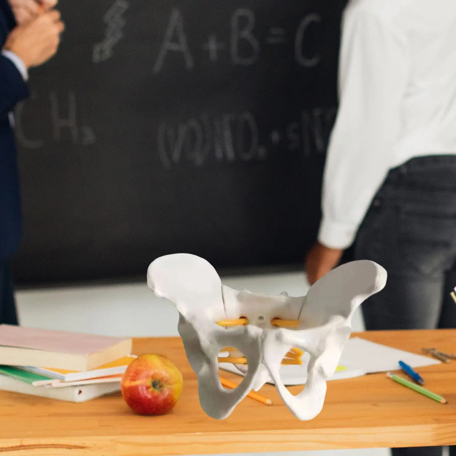 

Модель таза для женщин, обучающая игрушка, учебный инструмент, демонстрационный инструмент для обучения, гибкий демонстрационный инструмент для обучения