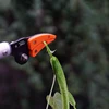 0.6-2M Extra Long Telescopic Pruning Fruit Picker Hold Bypass Pruner Max Cutting 1/2 inch Tree Cutter Garden Tools Fruit Catcher 2