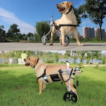 Silla de ruedas grande para perros, entrenamiento para la parálisis por espondilitis