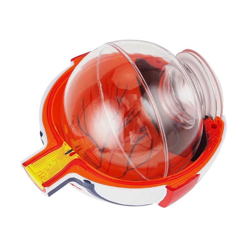 Anatomical Eye Model Eyeball Eyelid Model Disassemble 6 times Enlarged Optic Nerve For Eye Special Teaching eye model