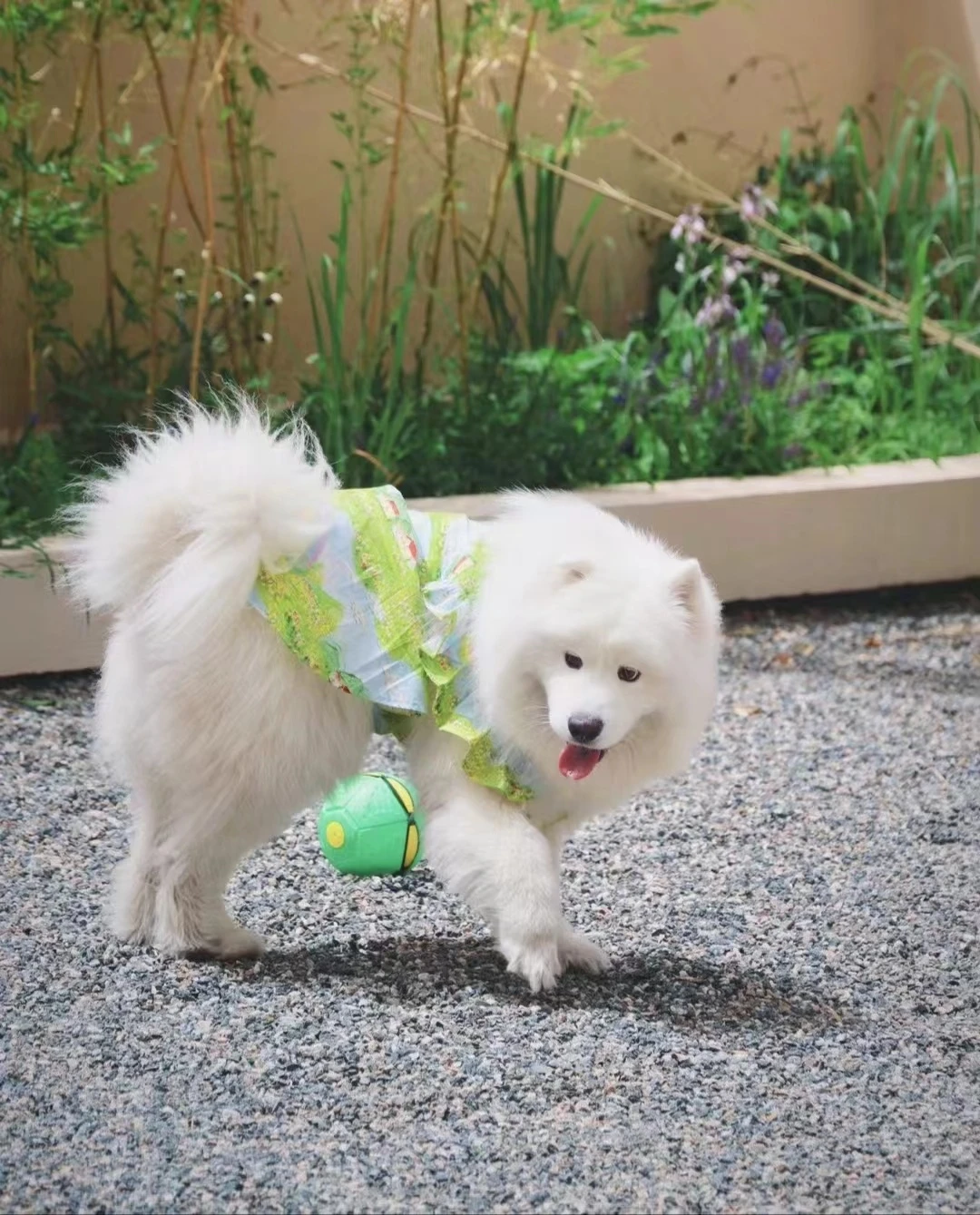 Summer Flower Cute Cat and Dog Clothes - PeticaDeals