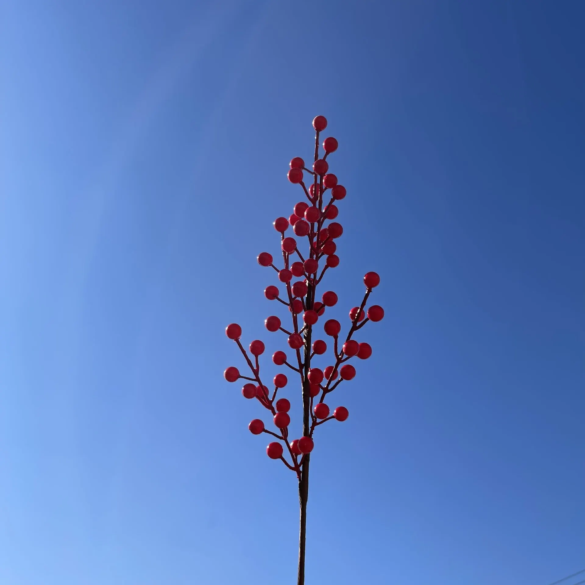 Six-red fruit
