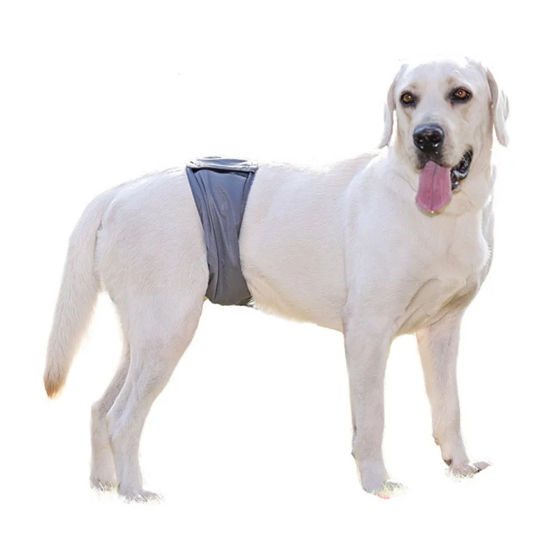 Large Dog Diaper Sanitary Physiological Pants Teddy Golden Male Dog
