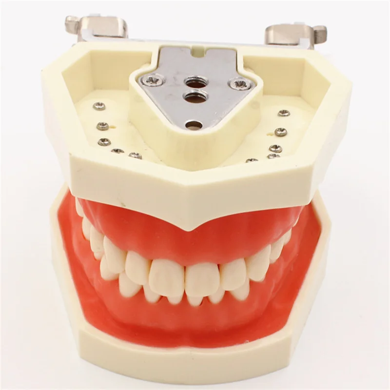 

Dental model Teeth model gum teeth Teaching Model Standard Dental Typodont Model Demonstration With Removable Tooth 200H