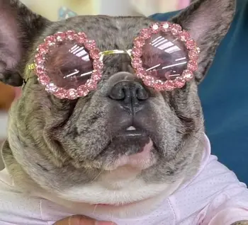 Lunettes de Soleil avec Diamants pour Petits Chiens et Chats - Élégance et Protection pour la Plage - 2025 - Doglovedesign : Vêtement et accessoires pour chiens