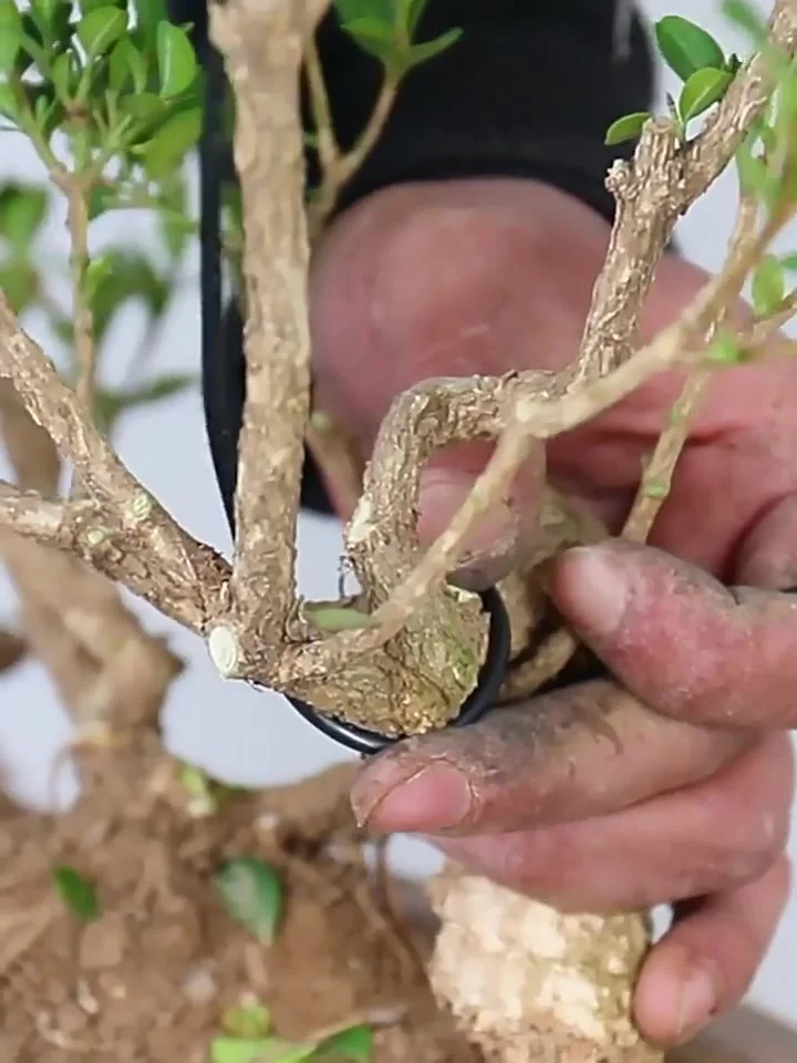 Filo Per Bonsai In Alluminio Anodizzato - 2.5mm E 3mm, 10m Per Rotolo | Modellazione Rami, Giardinaggio, Nero - Foto 5