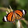 Real Butterfly specimen Dragonfly insect original butterfly without wing spreading triangle bag variety multi handicraft 2