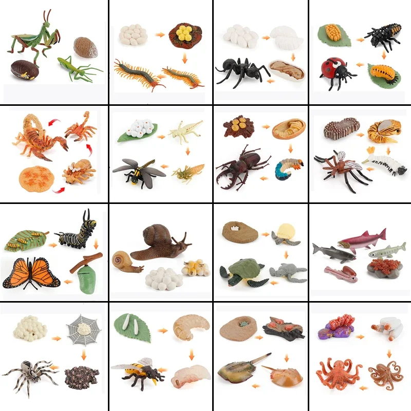 Animal Life Cycle Board Children Toys Montessori Teaching Aids Plant Animal Growth Cycle Model Set preschool cognitive Toys 4