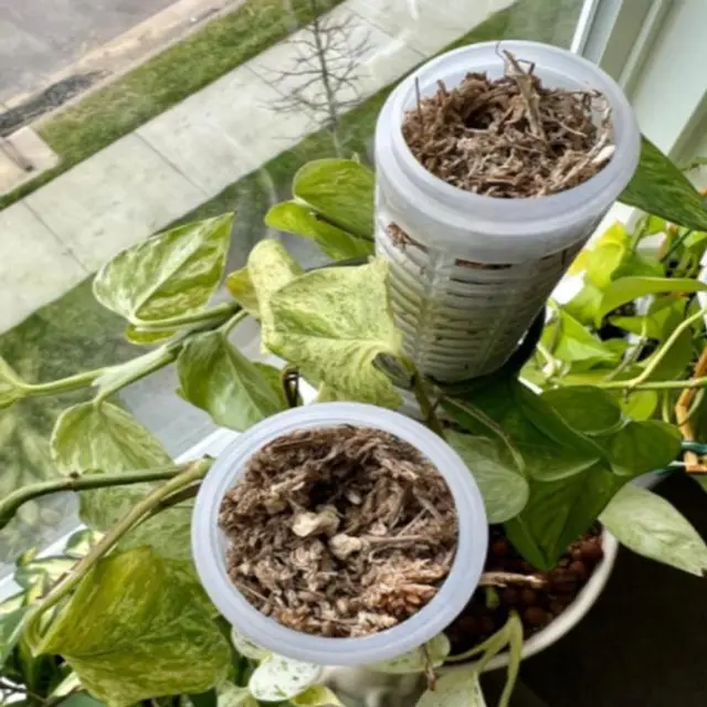 1 Db Mászó Növény Beltéri Növényi Támogatás Hosszabbító Pólus Bot Hegymászó Kúszónövények Moha Kerti Szerszám Oszlop Kertészet Hozzáférés - Image 6