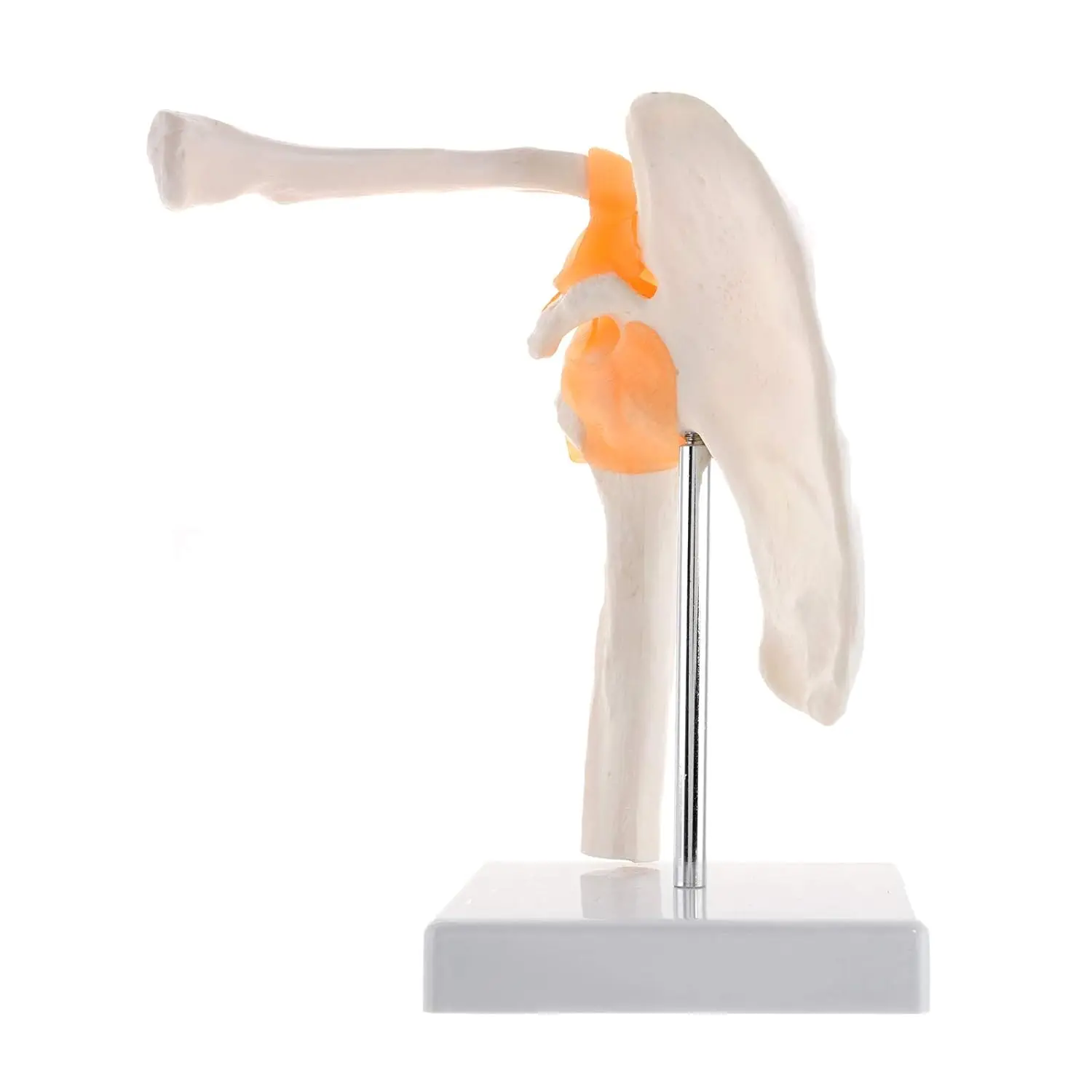 Human Anatomy Shoulder Joint Model Medical Science Teaching Resources Anatomia Teaching Supplies
