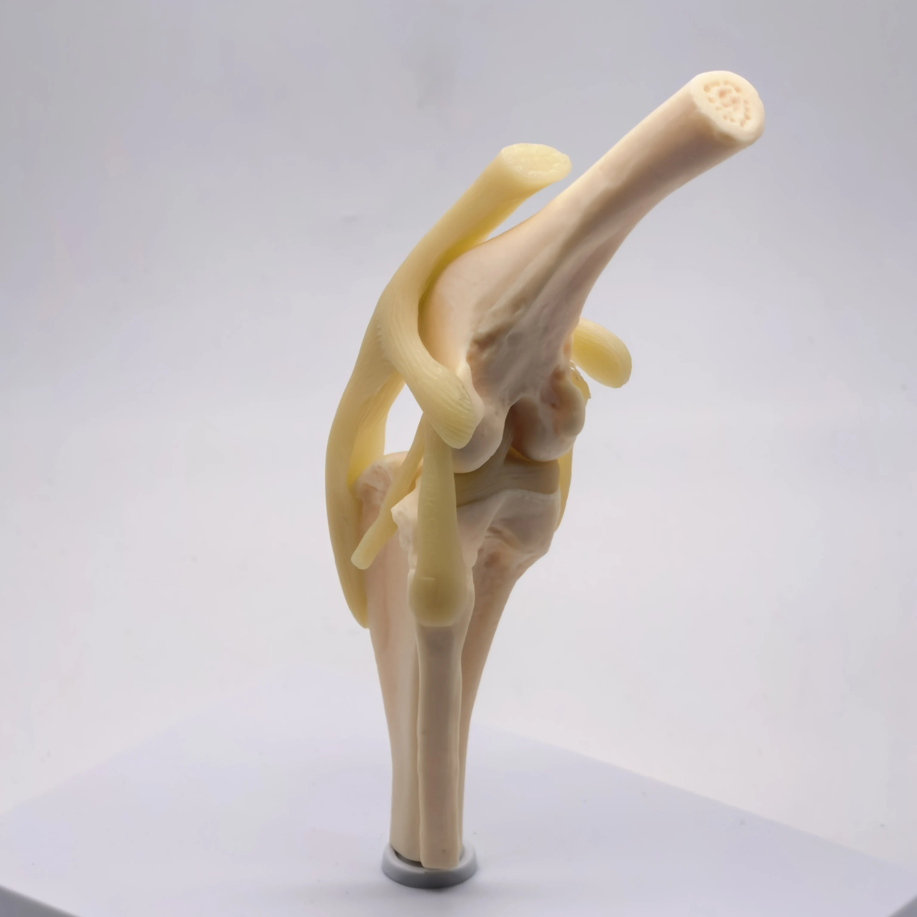 Canine Knee Joint Model 3