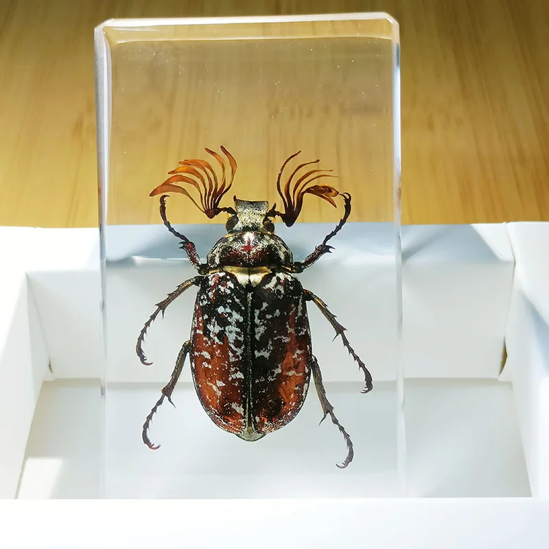 Insect Specimens Real Insects Specimens Resin Wrapped In Variety of Insects Suitable for Science Education Cognitive Children's Room Decoration, insect specimens