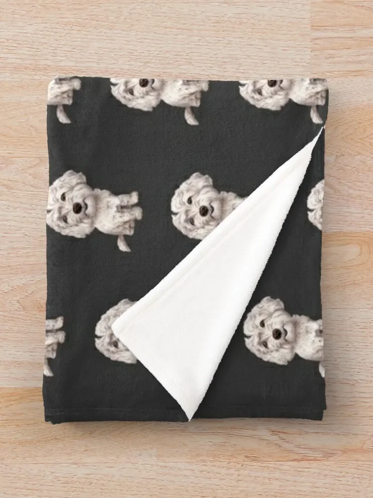 ��� Cavapoo | ��� Cavoodle ������ ���, �ڽ����� �ִϸ��̼�, ���Ÿ�, ���� ���� ���