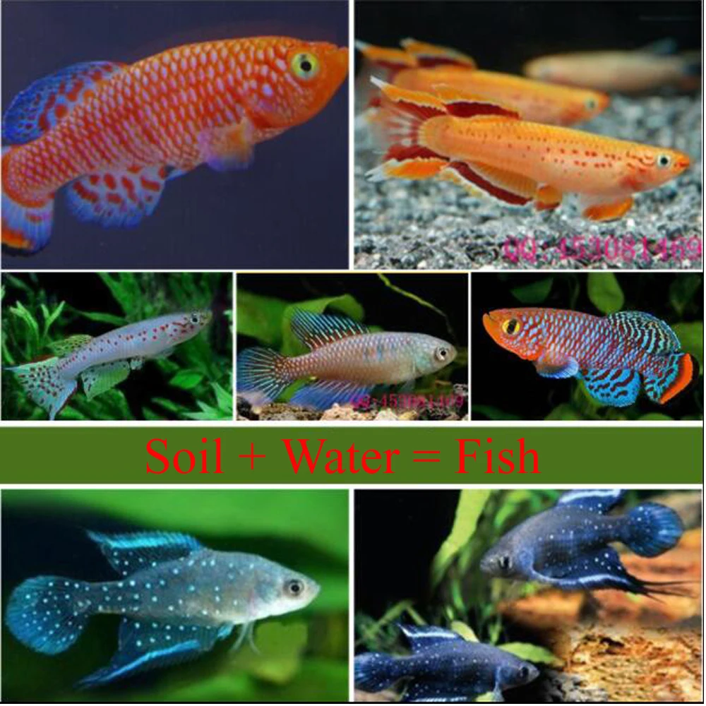 

60mm L 2022 Magic Soil + Water = Fish Medaka Killifishes Eggs Fishes Egg Growing Christmas Toys For Children Funny 20 Eggs/Lot