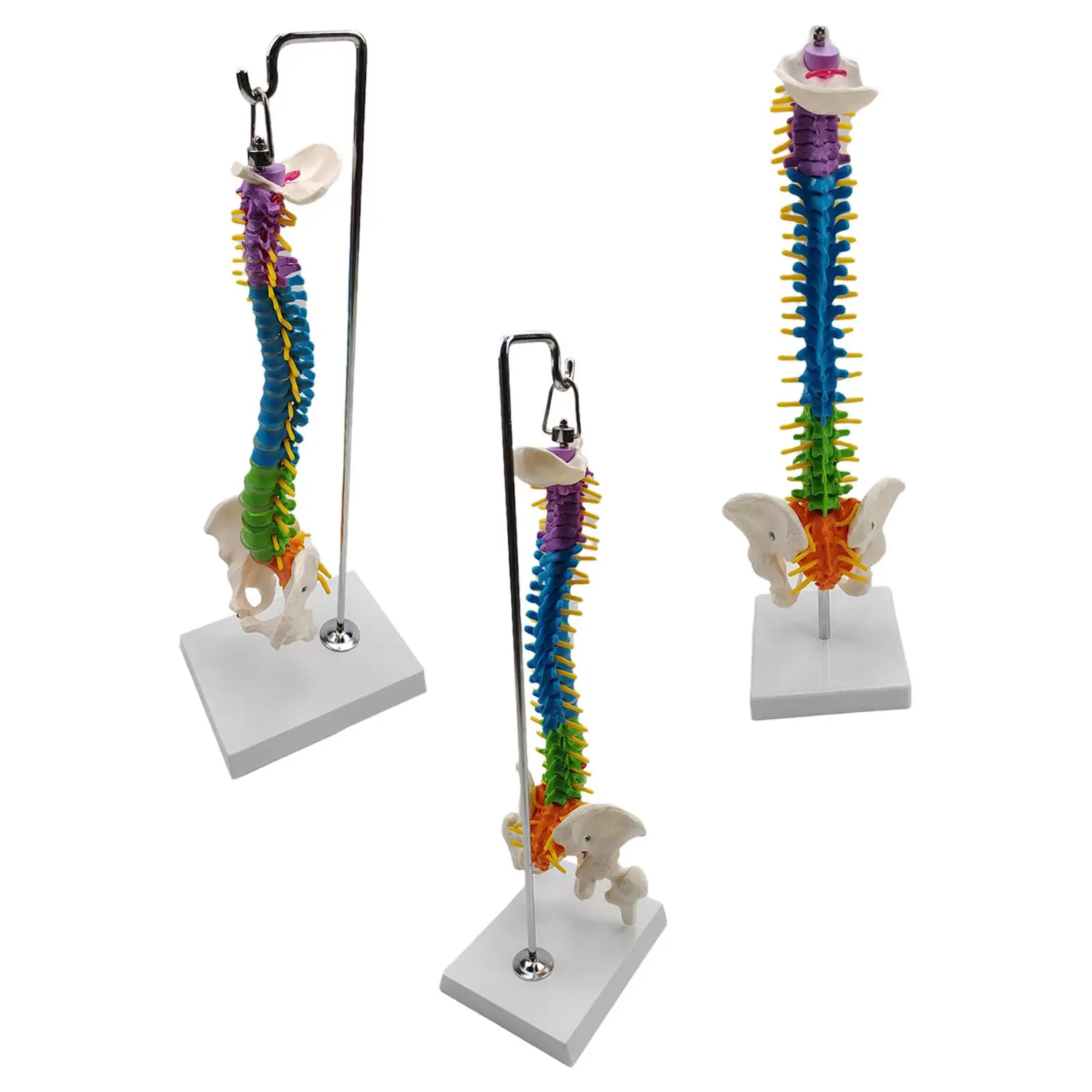 Life Size Flexible Spine Model with Vertebrae, Nerves, Arteries, Pelvis Column for Teaching Aid Biology Class