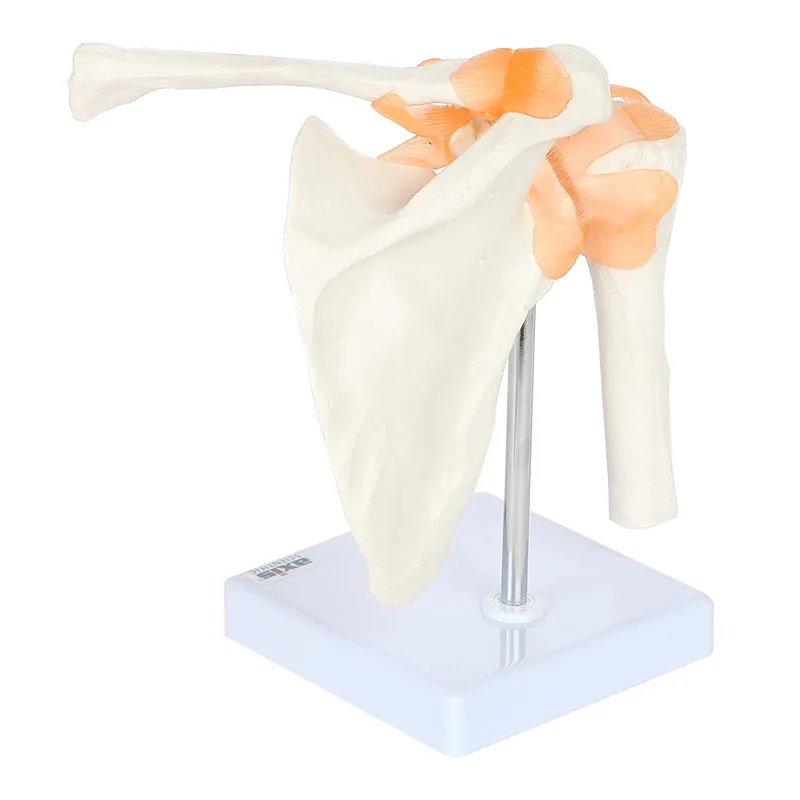 Human Anatomy Shoulder Joint Model Medical Science Teaching Resources Anatomia Teaching Supplies