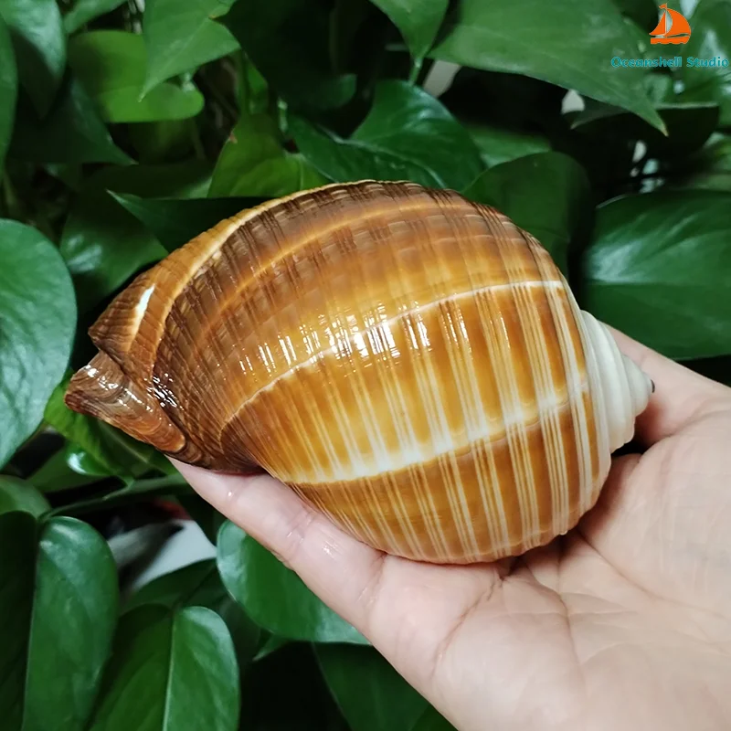 12-14CM Large Giant Tun Shell Maroon Tonna Galea Conch for For Collection Wedding Decorations, Fish Tank Party and Table Decor