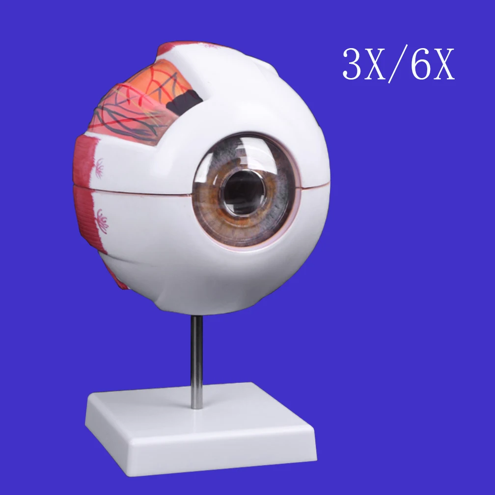 

3X/6X Enlarged Human Eyeball Anatomical Model Accurate Eye Model Shows Optic Nerves Cornea Iris Lens and Vitreous Body Study