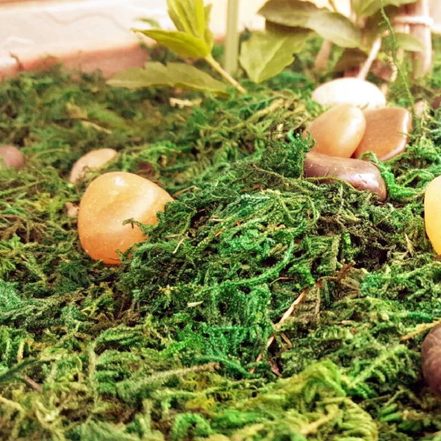 30g/bag 60g/bag Building model materials,green moss, turf, microscape, handmade DIY materials, home decor. miniatures 3