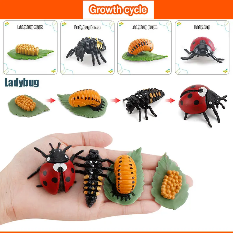 Educational Toy Model Set for Kids Plastic Insect Plant Growth Cycle