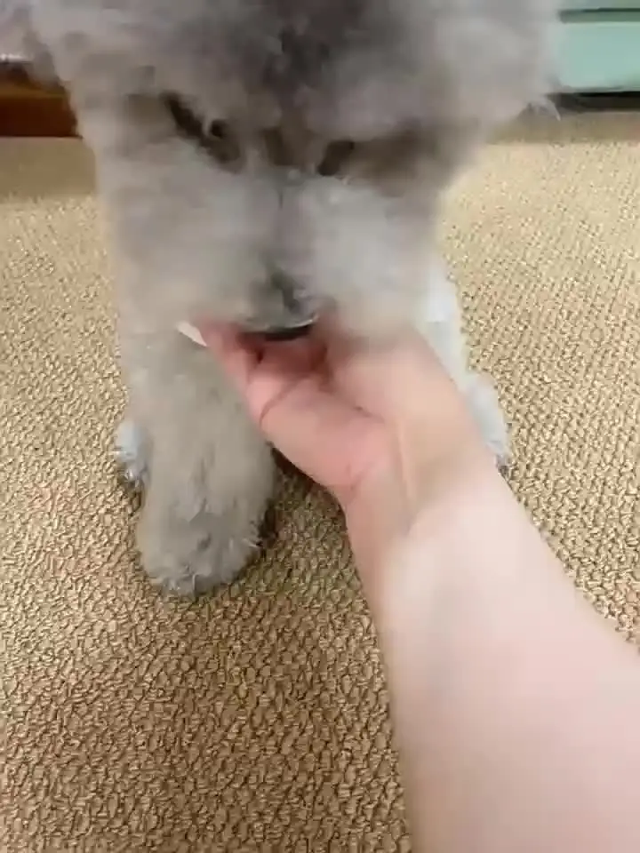 Palla Giocattolo Elettrica Per Cani E Gatti | Rotolamento Automatico Con Evitamento Ostacoli, 3 Modalità Di Gioco, Ricarica USB Type-C