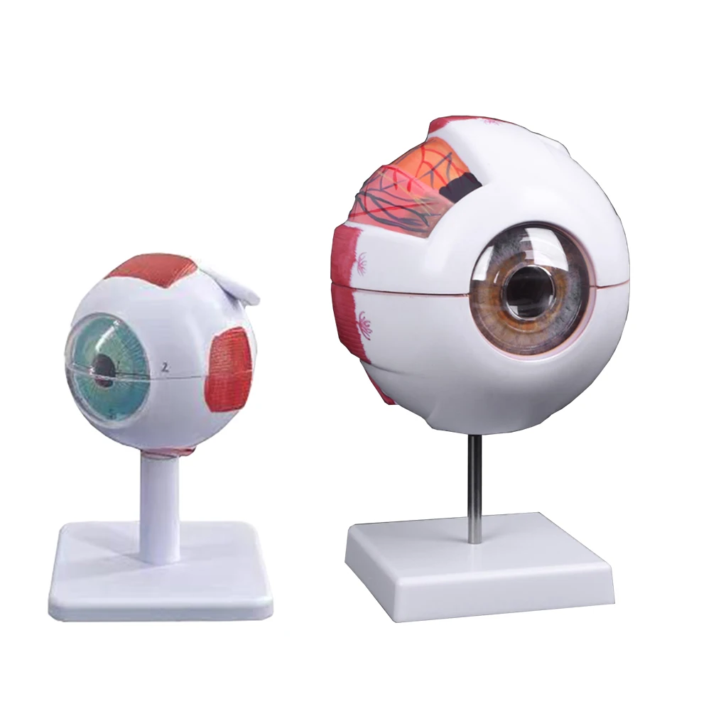 Human Organs Teaching Prop Eyeball Anatomy Model For Eye Diseases Study 6X 3X Human Eye Anatomy Model