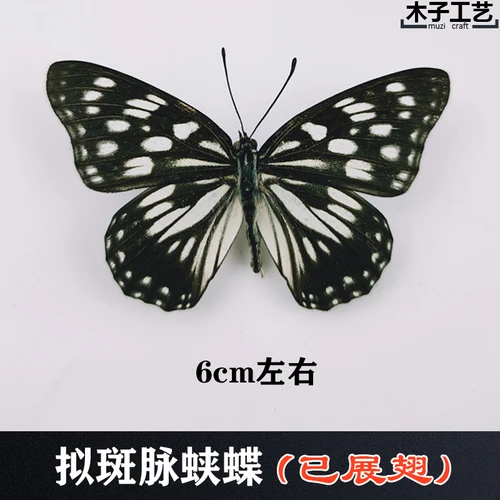 Real Butterfly Specimen Insect Specimen Teaching Specimen DIY Self-sealing Bags Optional Varieties  home accessories 