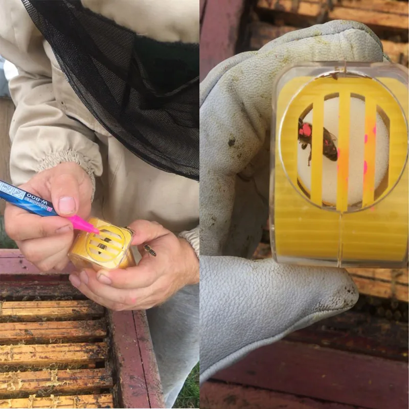 Bee Queen Marker Bottle Bee Mark Cage Plastic One Handed Marking Catcher With Plunger Plush Garden Beekeeping Supplies 1Pcs