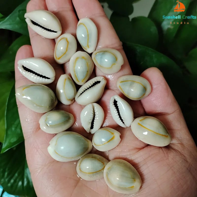 20 PCS Gold-ringer Cowrie 쉘  반지 탑 Cowrie 쉘 Monetar..