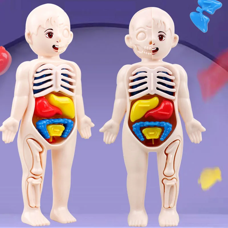 Kid Montessori 3D Puzzle Toy, Human Body Anatomy Model Educational Learning Organ Assembled Toy, Teaching Tool For Children 5