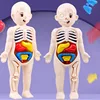 Kid Montessori 3D Puzzle Toy, Human Body Anatomy Model Educational Learning Organ Assembled Toy, Teaching Tool For Children 5