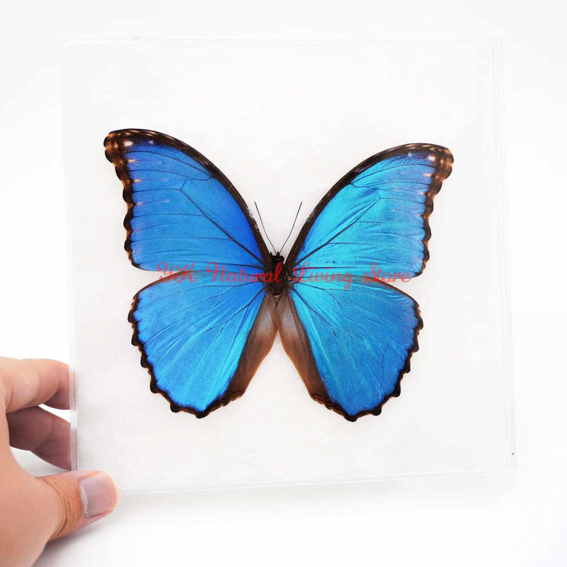 【中古】 Butterflies Zebras ＆ Moonbeams Nucultures Real Butterfly Specimens Rare Blue Large Butterfly For