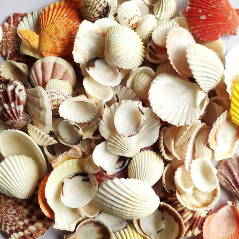 Natural Shell Ornaments 120g Natural Seashell Sea Conch Hermit House Aquarium Crafts Decorations