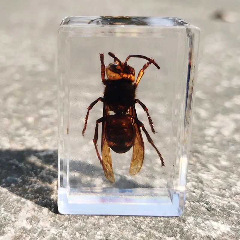 New real insect specimen transparent resin spider autumn beetle scorpion wasp 