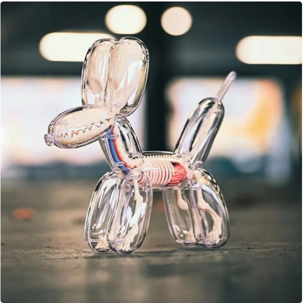 4D 해부학적 조립 모델 풍선 개 모형, 관점 있는 뼈와 내부 장기 포함, 교육용 장난감