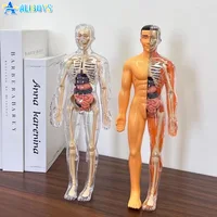3D Human Body Torso Model Mannequin Science Education Cognitive Learning Tool Assembly Skeleton Organ Structure Model Kid Toy 1