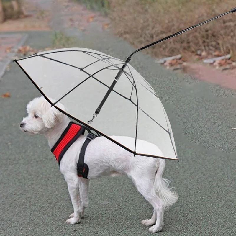 vieren Surichinmoi Jasje 1Pc Pet Paraplu Mooie Dierbenodigdheden Regendicht Snowproof Hond Umbrella  Leash Voor Kleine Honden Doggy Verstelbare Paraplu Regenkleding| | -  AliExpress