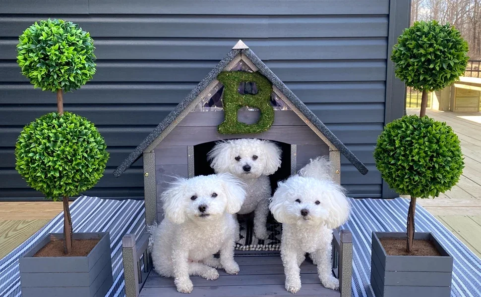 dog house
